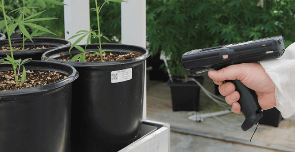 monitoraggio e tracciabilità: zebra e cannabis a scopo terapeutico